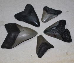 Megalodon - fossiler Haizahn - 5,5-11cm - 5 St�ck - Karton
