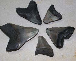 Megalodon - fossiler Haizahn - 5,5-11cm - 5 St�ck - Karton