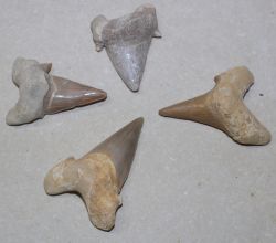 Versteinerter Haizahn - Marokko - 5-6cm - 9 St�ck - Karton