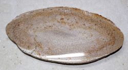 Versteinertes Holz - Palmholz 19x9cm Scheibe - Einzelst�ck