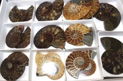 Ammonit - Madagaskar - 5-10cm - 9 Paare - Karton