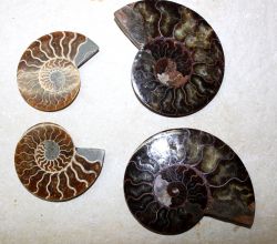 Ammonit - Madagaskar - 5-10cm - 9 Paare - Karton
