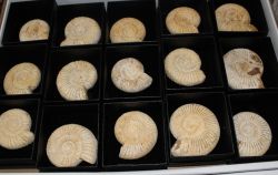 Ammonit - Perisphinctes - 5-6cm - 15 St�ck - Karton