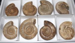 Ammonit - Perisphinctes - 8-10cm - 8 St�ck - Karton