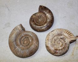 Ammonit - Perisphinctes - 8-10cm - 8 St�ck - Karton
