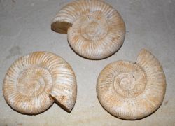 Ammonit - Perisphinctes - 12-14cm -  1 St�ck