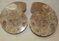 Ammonit - Madagaskar - 17x15cm - 1 Paar - Einzelst�ck