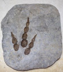 Versteinerter Saurier Fussabdruck - Platte - 21x19cm Einzelst�ck