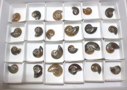 Ammonit - Cleoniceras - 2-3cm - 24 St�ck - Karton