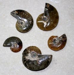 Ammonit - Cleoniceras - 2-3cm - 24 St�ck - Karton
