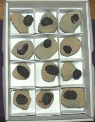Trilobit - Phacops rana - Karton - 12 St�ck