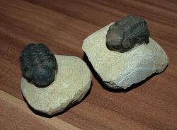 Trilobit - Phacops rana - Karton - 12 St�ck
