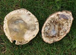 Versteinertes Holz - Stammendst�cke - Madagaskar - 5 St.- Karton