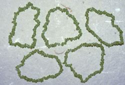 Peridot - Splitter - Armband Elastik - 5 St�ck