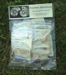 Fossilien Sammlung mit Beschreibung - 5 Sets