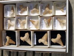 Haifischzahn fossil - Otodus - 14 St�ck - Karton