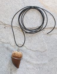 Saurierzahn - Anh�nger - Fossil an Lederband - 1 St.