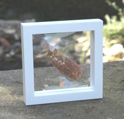 Versteinertes Holz  - Fossil im Schweberahmen 13x13 cm