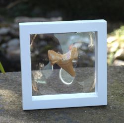 Versteinerter Haifischzahn - Fossil im Schweberahmen