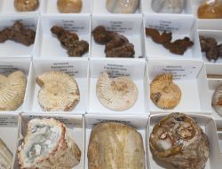 Fossilien - Mix - 30 St�ck - 4-5cm - Karton
