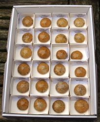 Seeigel - Depressus  - 1,5-2cm - Karton - 24 St�ck