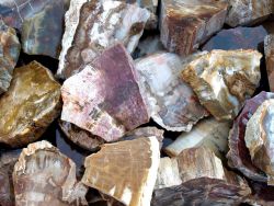 Versteinertes Holz - St�cke anpoliert - 6-8cm - 40 St. - Karton