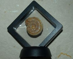 Ammonit in 3D-Wechselrahmen - 7 x 7cm - 1 St�ck