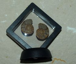 Ammoniten in 3D-Wechselrahmen - 7 x 7cm - 1 St�ck