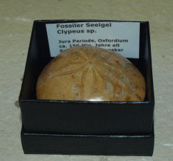 Seeigel Clypeus sp. - in Geschenkbox - 1 St�ck