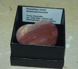 Verst. Holz Araucariaceae Herz - in Geschenkbox - 1 St�ck