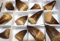 Mosasaurus - Dinosaurier Zahn - 4-6 cm - 1 St�ck