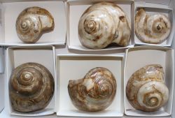 Schnecke - Pleurotomaria - 6-7cm - 4-6 St�ck - Karton