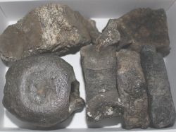 Versteinerte Walwirbel - 6-7 St�ck - Karton