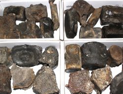 Versteinerte Walwirbel - 6-7 St�ck - Karton