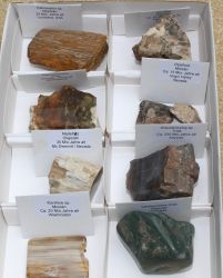 Versteinertes Holz - 8 verschiedene St�cke - Karton