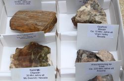 Versteinertes Holz - 8 verschiedene St�cke - Karton