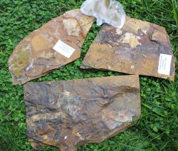 Gingko antinoides - fossiles Blatt - Einzelst�cke