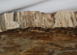 Versteinertes Holz - Scheibe - 75x85 cm - Einzelst�ck