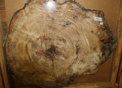 Versteinertes Holz - Scheibe - 76x89 cm - Einzelst�ck