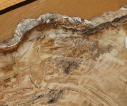 Versteinertes Holz - Scheibe - 76x89 cm - Einzelst�ck