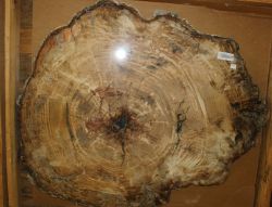 Versteinertes Holz - Scheibe - 76x89 cm - Einzelst�ck