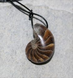 Nautilus - Anh�nger - Fossil an Lederband - 1 St.
