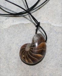 Nautilus - Anh�nger - Fossil an Lederband - 1 St.
