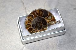 Ammonit - Anh�nger - Metall - 45-50mm - in Box - 1 St�ck