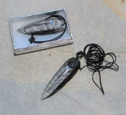 Orthoceras - Anh�nger - Fossil an Lederband - in Box - 1 St�ck