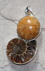 Ammonit - Seeigel - Anh�nger - 50mm - Silber - 1 St�ck