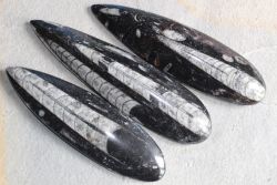 Orthoceras - 13-18cm - 3 St�ck