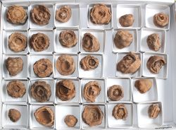 Stromtolith - Rohsteine - 20-30mm - 30 St�ck - Karton