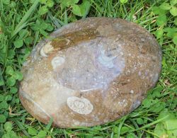 Goniatit auf Platte - Schale - 1 St�ck