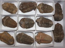 Trilobit - Calymene - Marokko - Karton - 11 St�ck